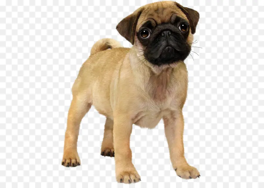 Pug，Cachorro PNG