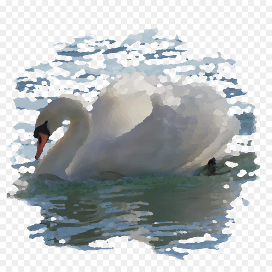 Cisne Blanco，Agua PNG