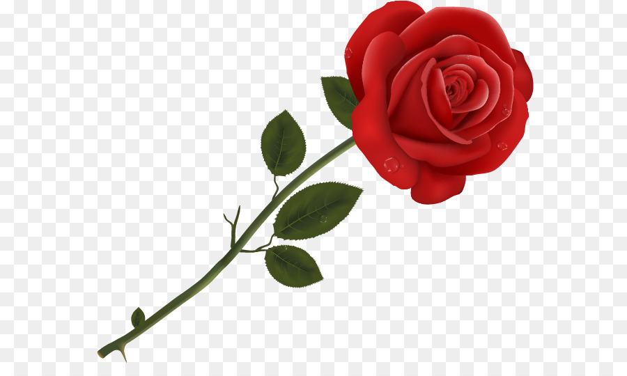 Rosa Roja，Florecer PNG