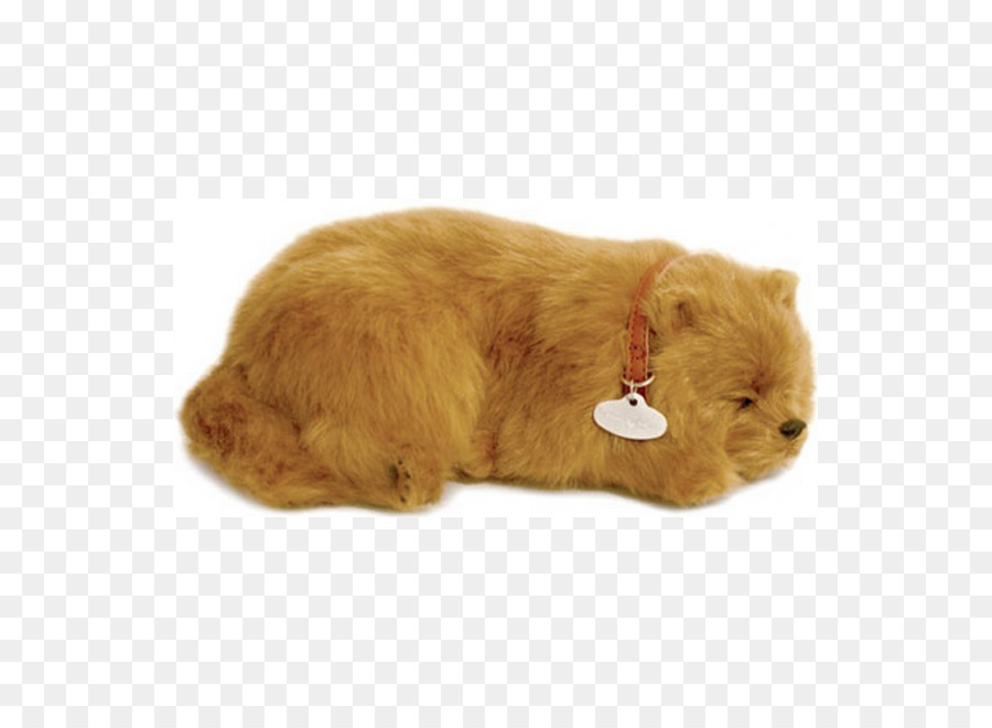 Pomeranio，Gato Siames PNG