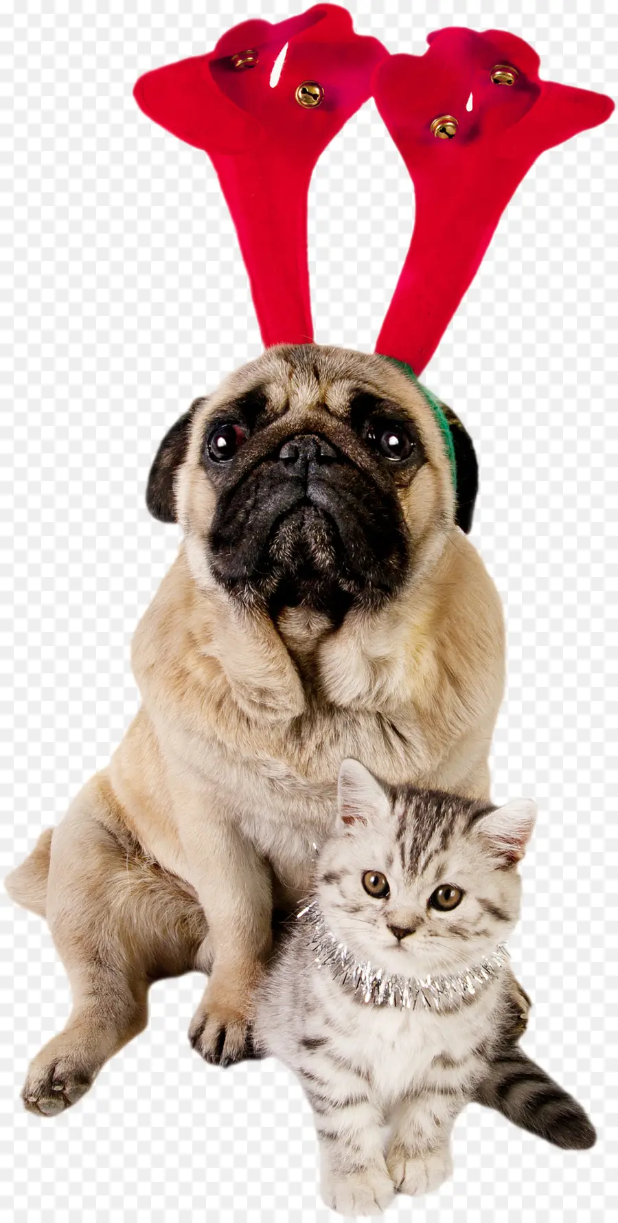 Perro Y Gato，Doguillo PNG