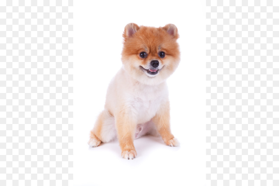 Perro，Cachorro PNG