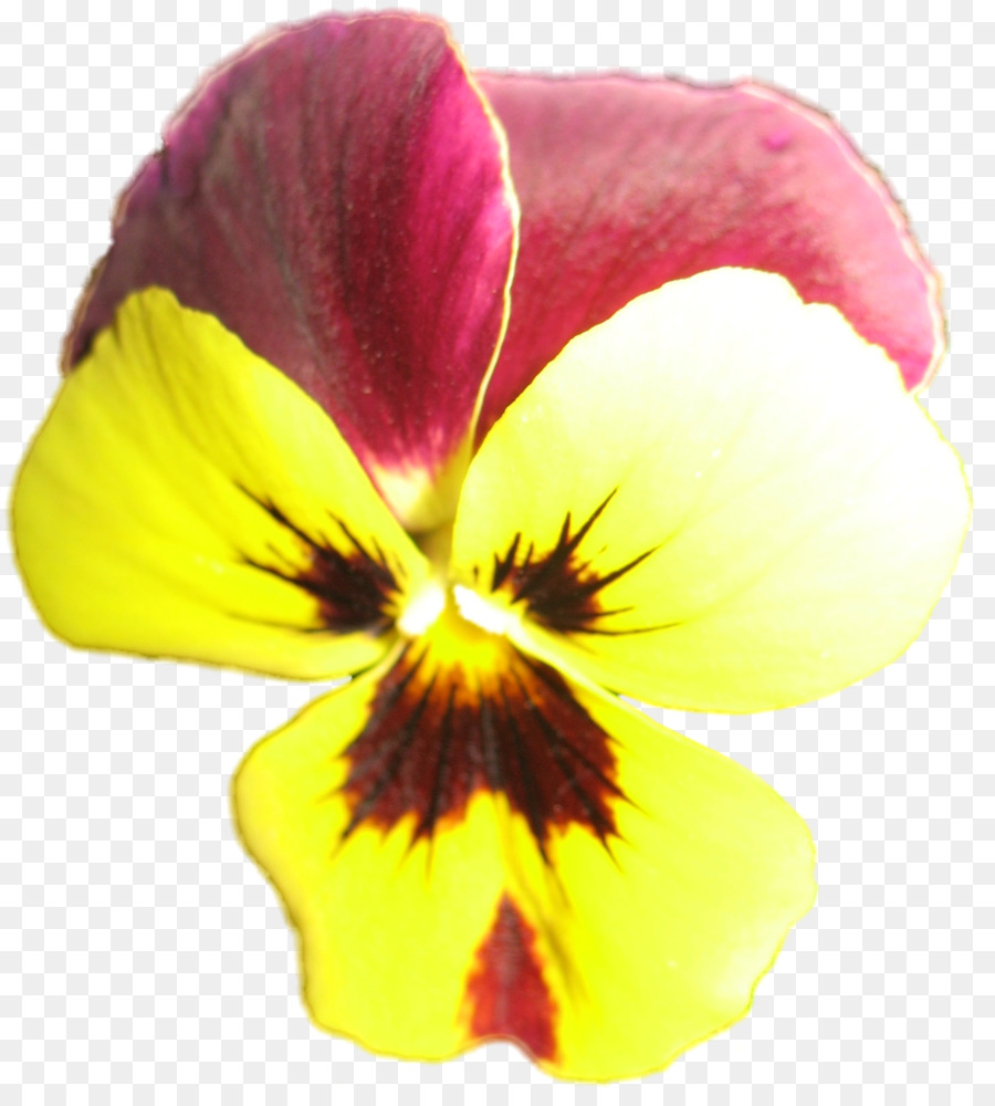 Pansy，Primer Plano PNG