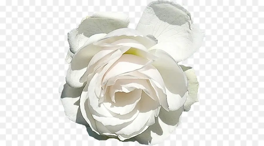 Rosa Blanca，Flor PNG