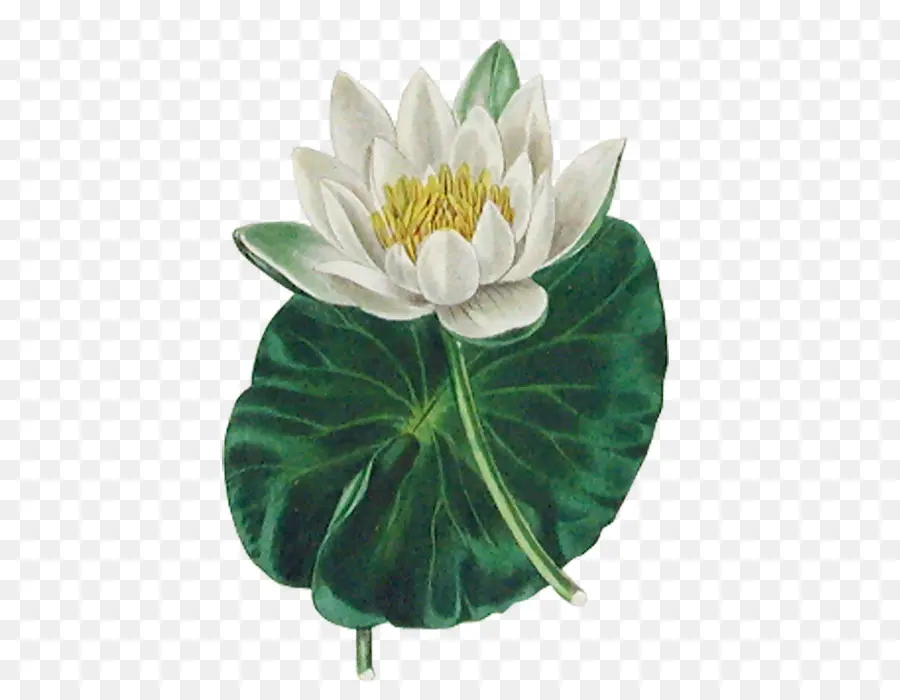 La Botánica，Nelumbo Nucifera PNG