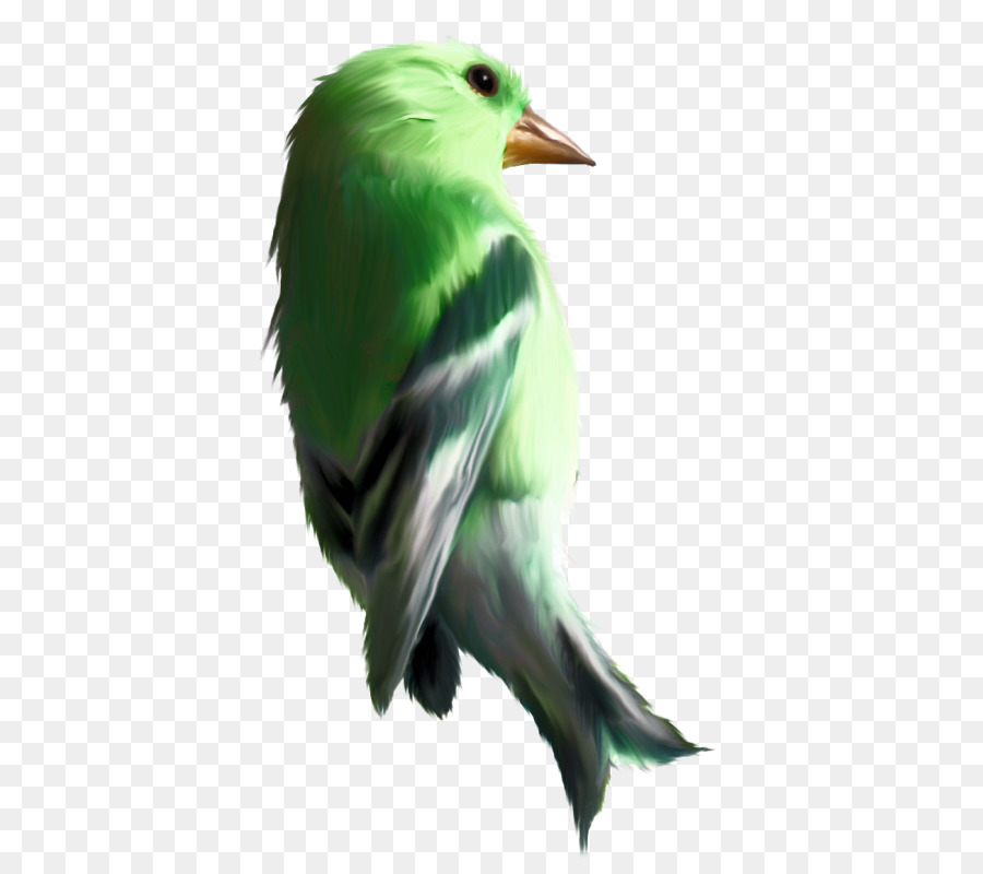 Pájaro，Amarillo PNG