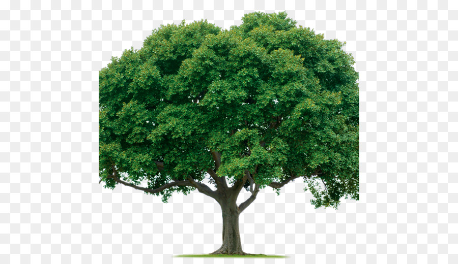 árbol，Evergreen PNG