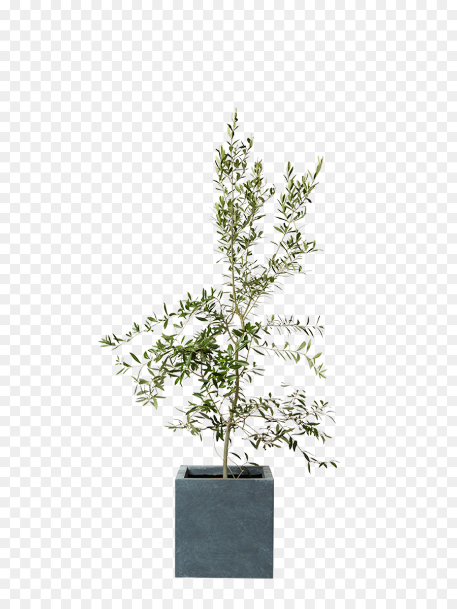 Sageretia Theezans，Silverberry PNG
