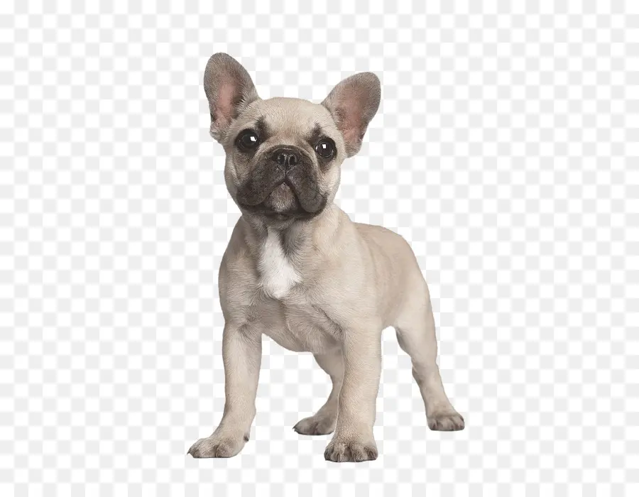 Cuidado De Mascotas，Perro PNG