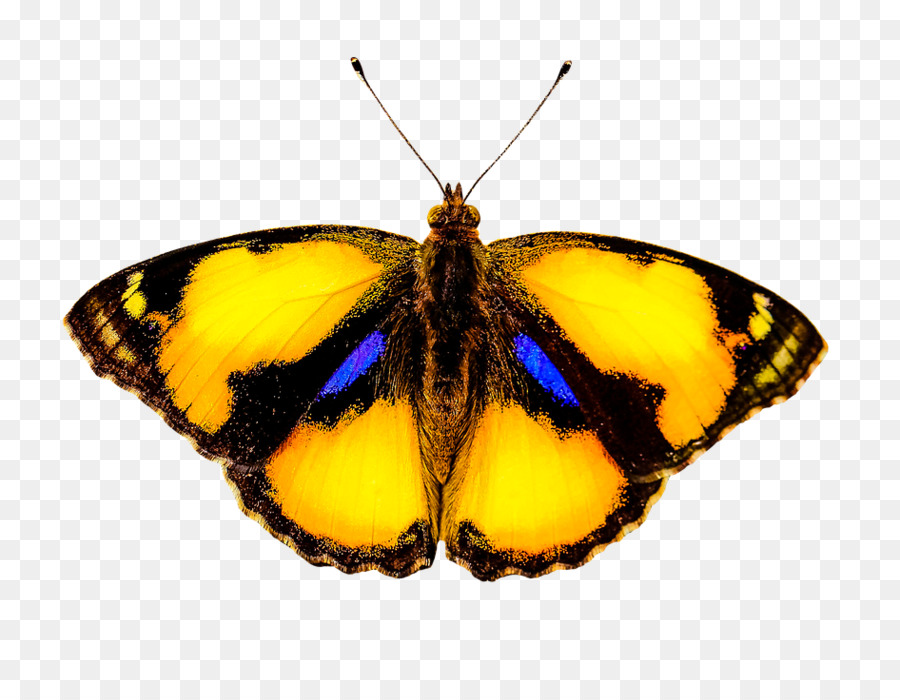 La Mariposa Monarca，Mariposa PNG