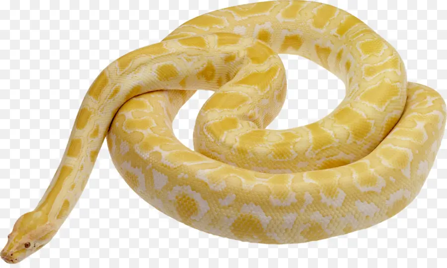 La Serpiente，Pitón Birmana PNG