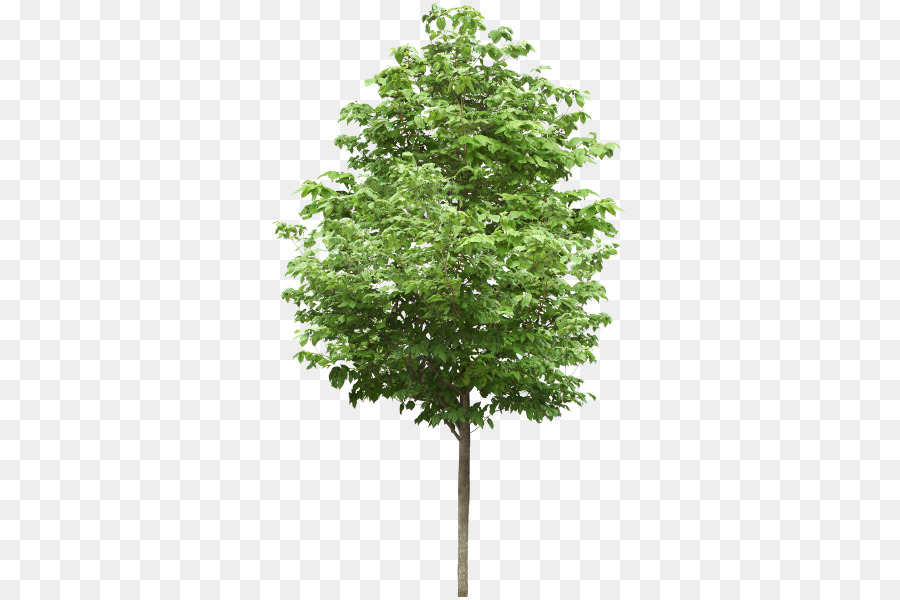 árbol，Planta PNG