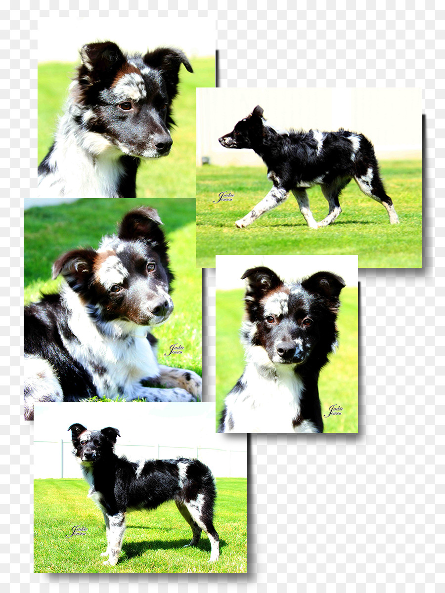 Raza De Perro，Border Collie PNG