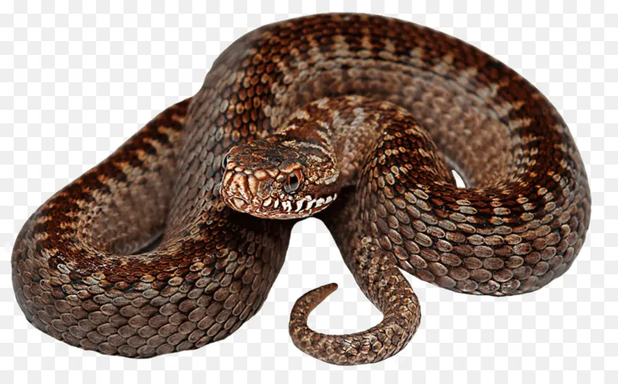 La Serpiente，Víboras PNG