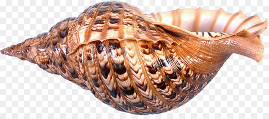 Concha，Caracol De Mar PNG