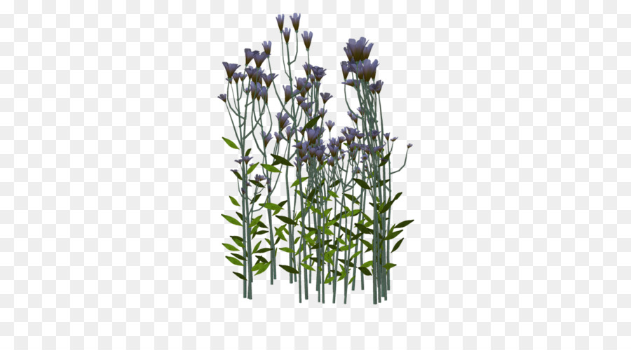 Inglés Lavanda，Lavanda PNG