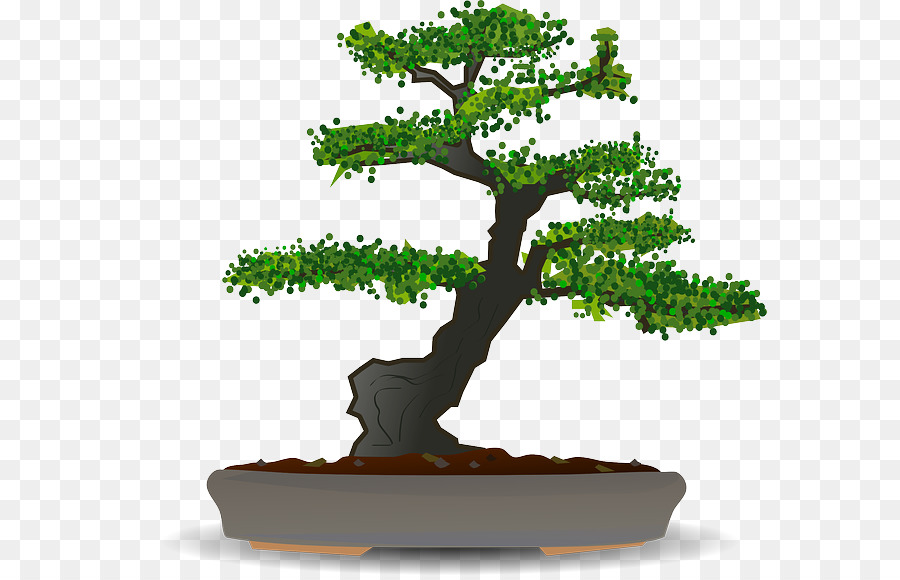 Árbol Bonsái，Planta PNG