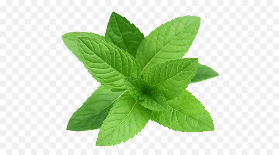 Mentha Spicata，Menta PNG