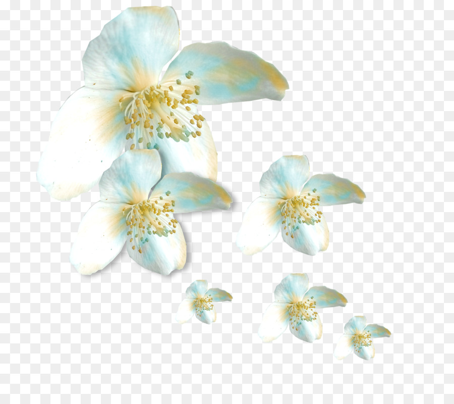 Flor，Cortar Flores PNG