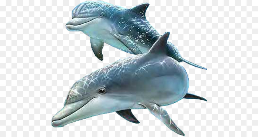 Delfines，Marina PNG