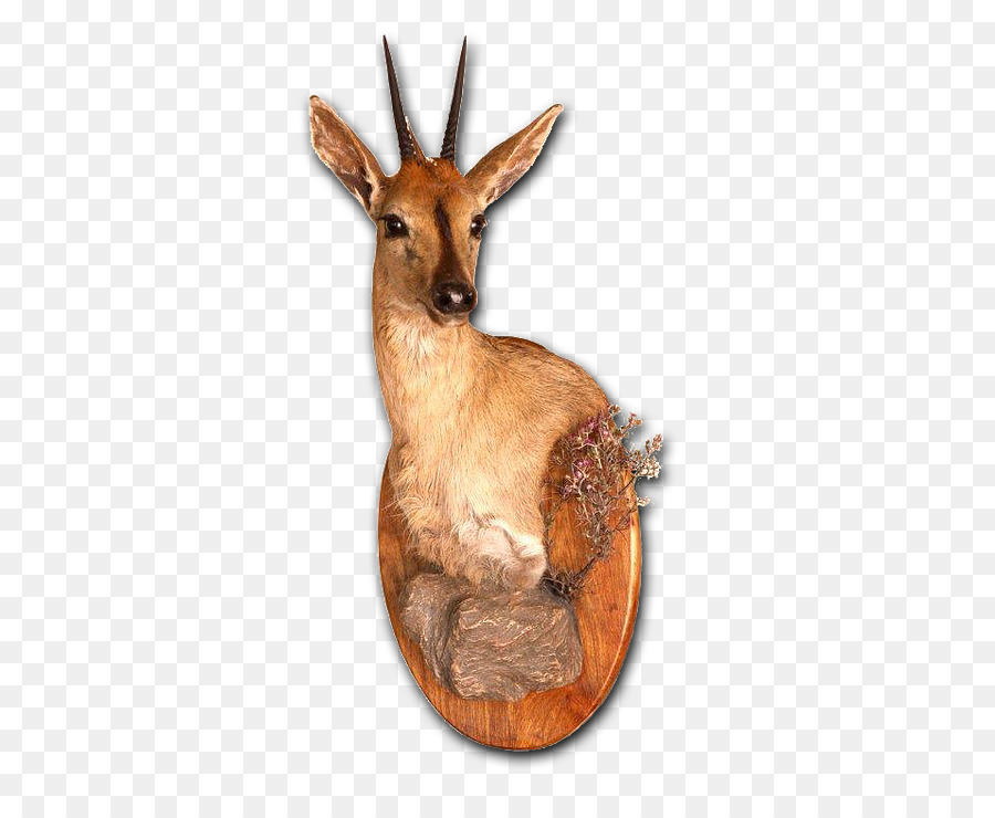 Taxidermia，Los Ciervos PNG