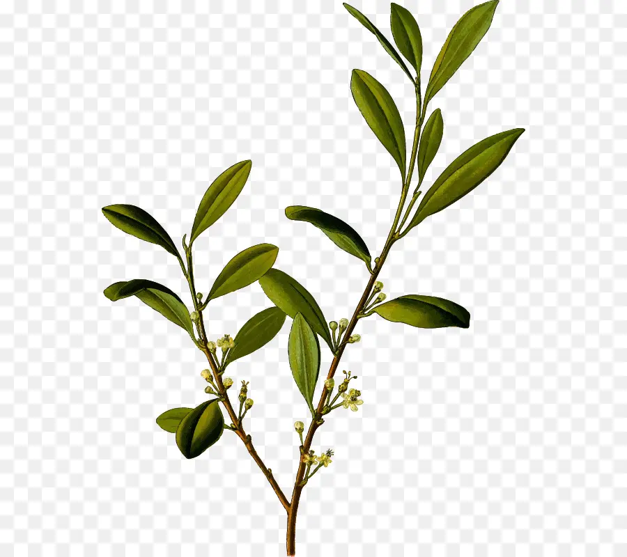 Erythroxylum Coca，De Drogas PNG