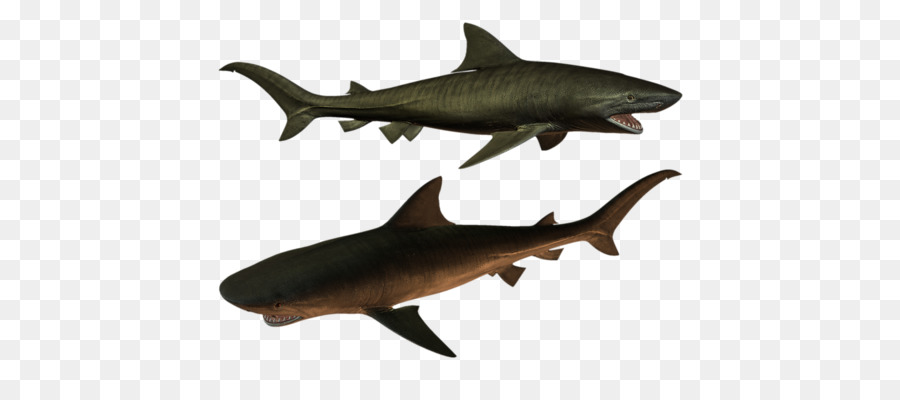 Tiburones，Océano PNG