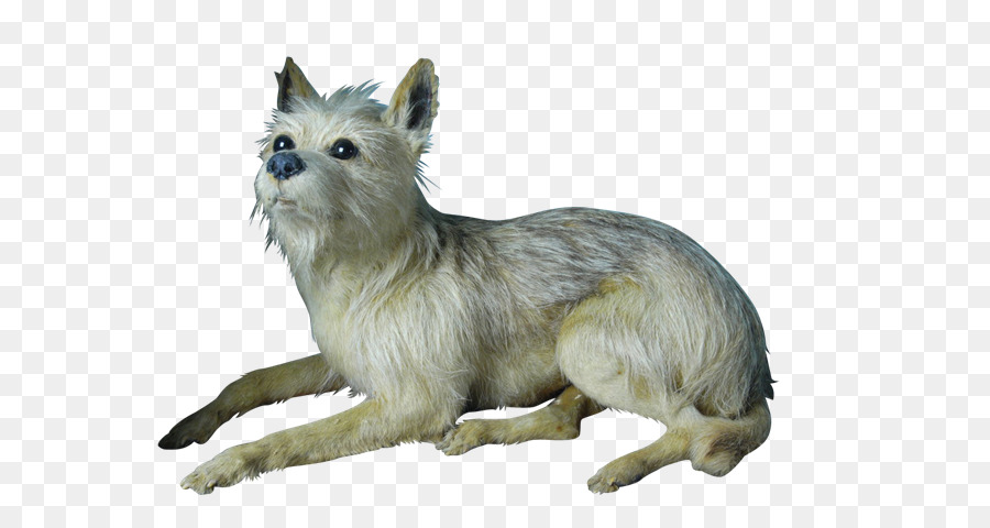 El Cairn Terrier，Rara Raza De Perro PNG