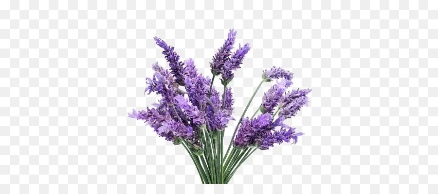 Inglés Lavanda，El Aceite De Lavanda PNG