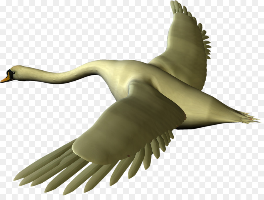 Pato，Cygnini PNG