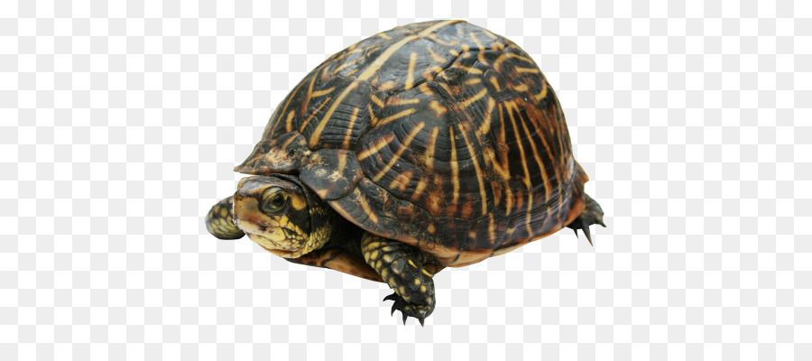 Tortuga，El Caparazón De La Tortuga PNG