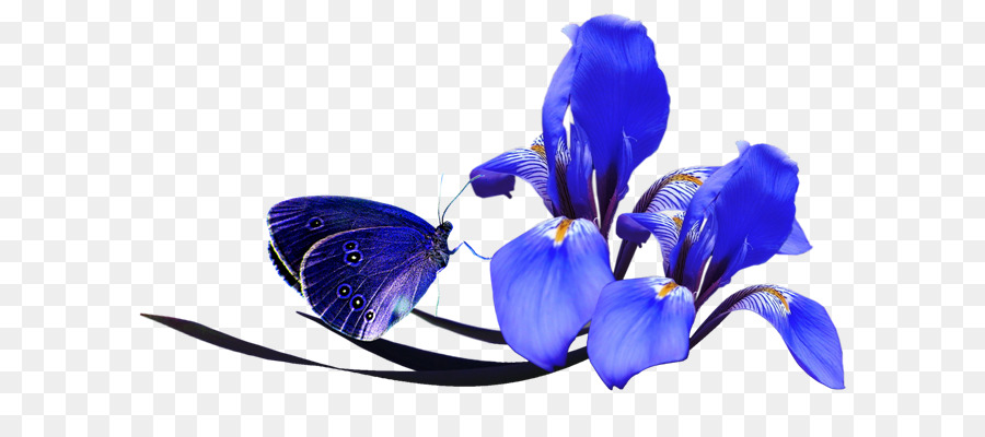 Flor，Iris PNG