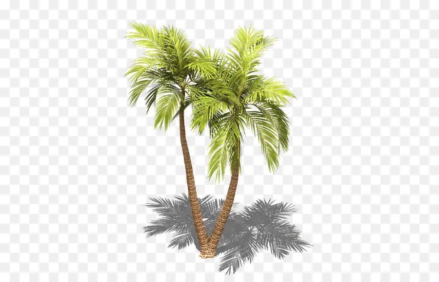 Palmera，Tropical PNG