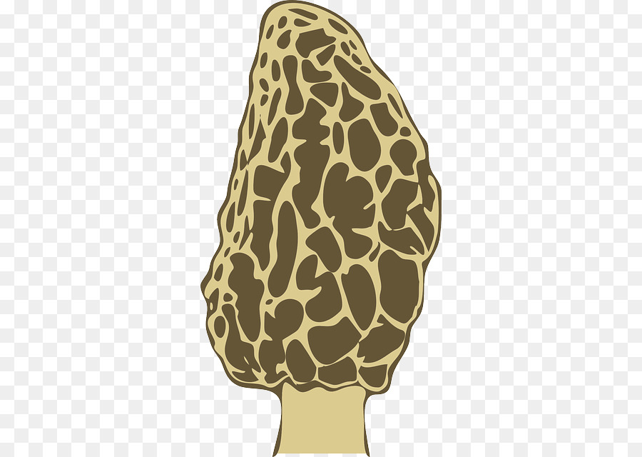 Morchella，Seta PNG