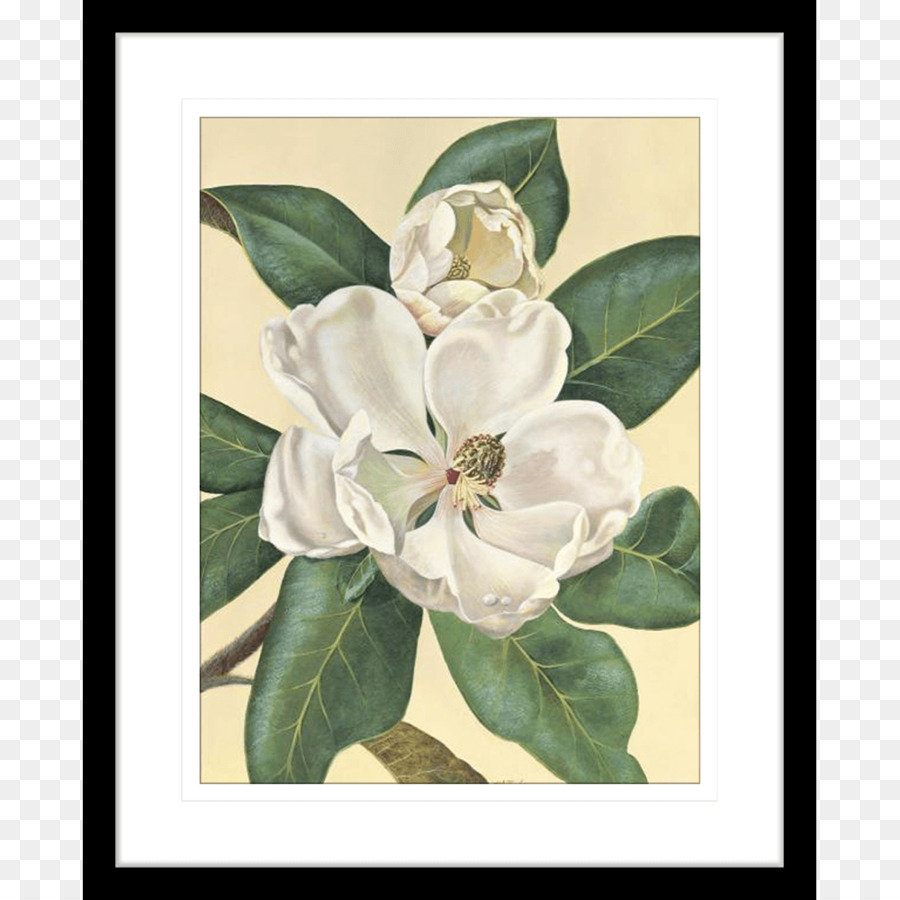 Magnolia，Papel PNG