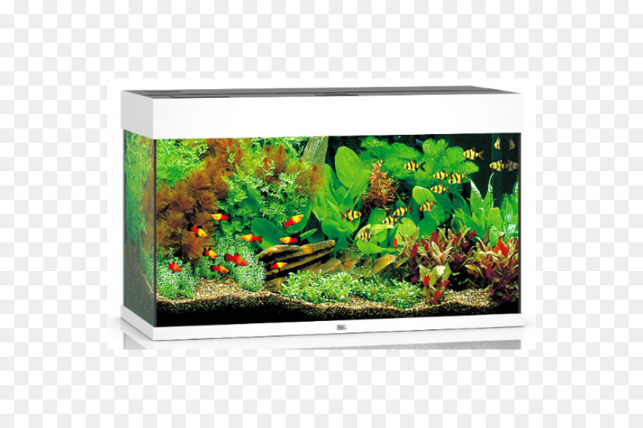 Acuario，Zoológico PNG