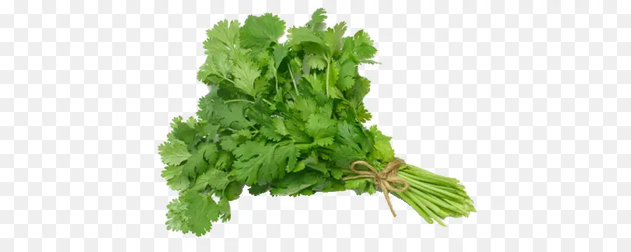 Cilantro，La Salsa PNG