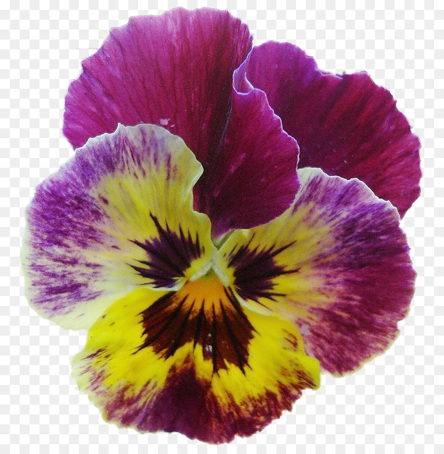 Pansy，Violeta PNG