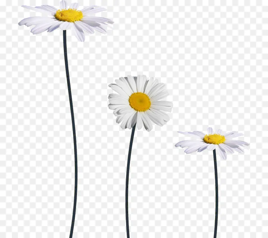 Común Daisy，Margarita PNG