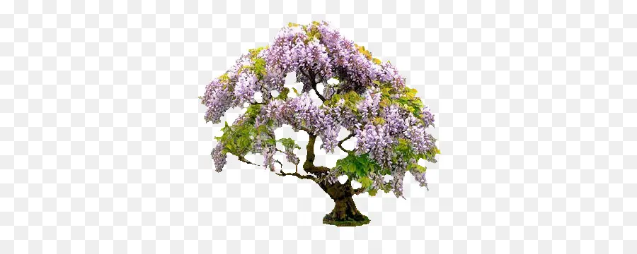 Árbol De Glicina，Flores Moradas PNG