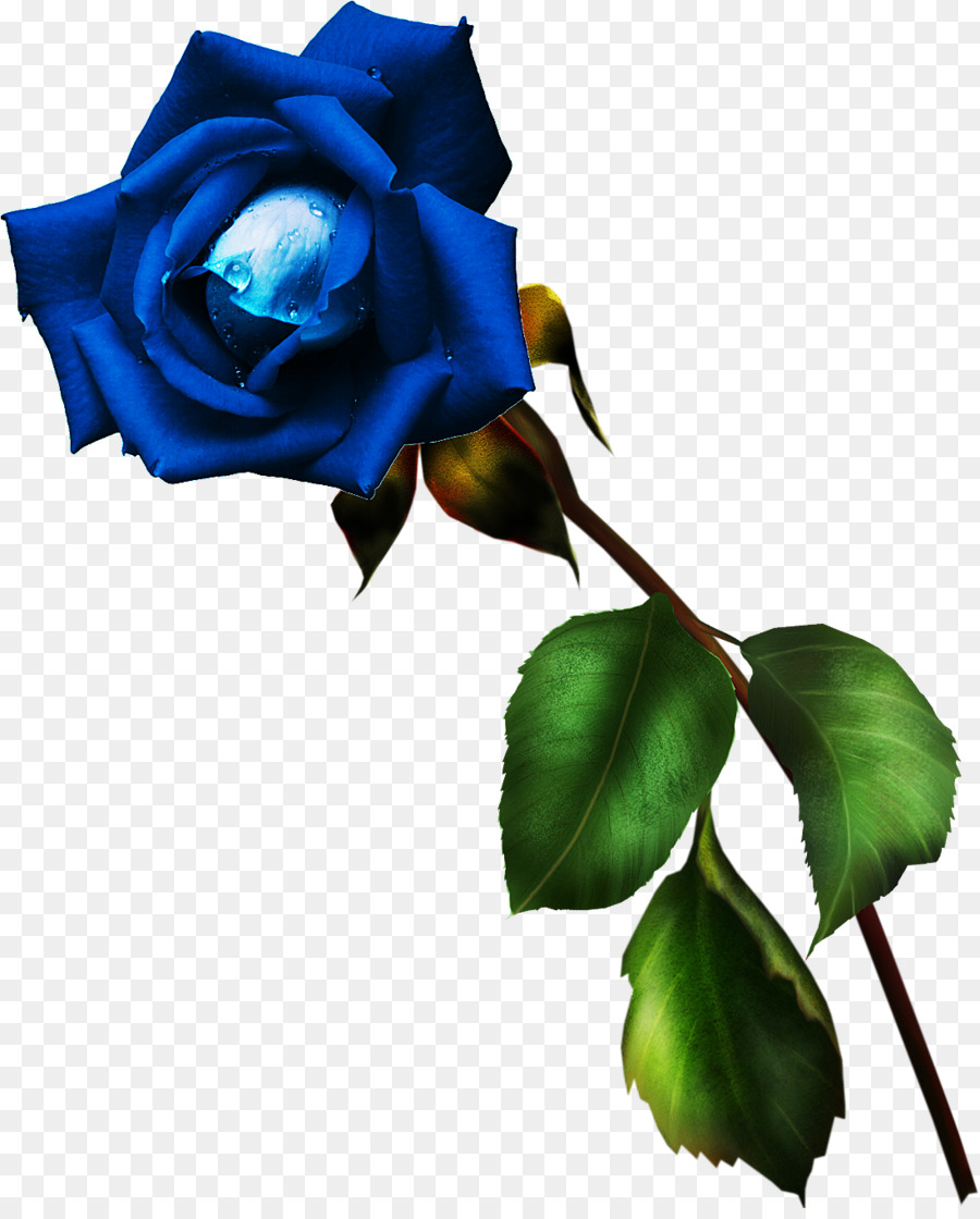 Las Rosas De Jardín，Rosa Azul PNG