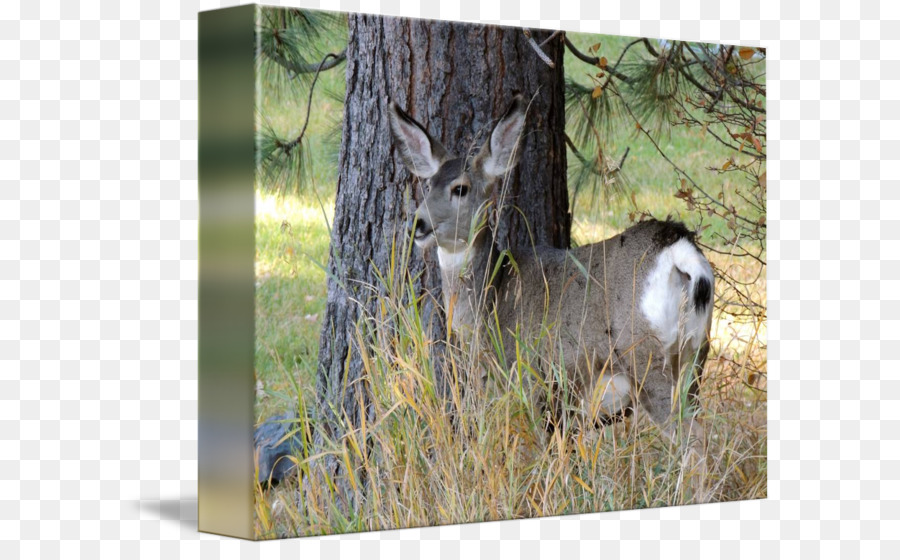 Whitetailed Deer，Deer PNG