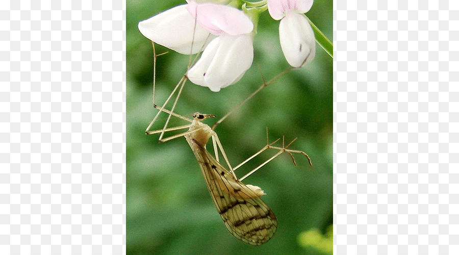 Los Insectos，Bittacus PNG