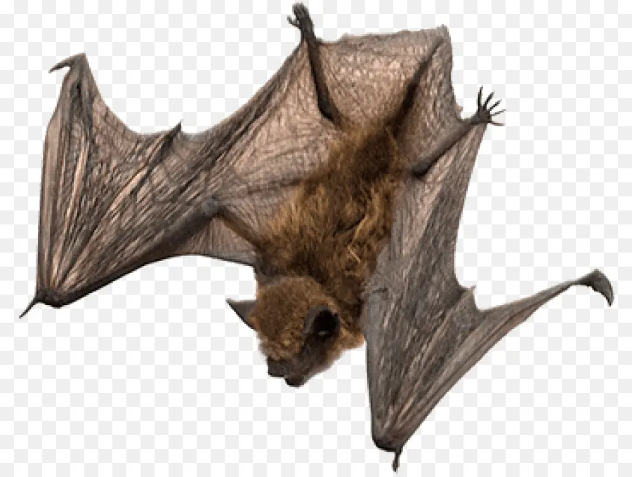 Bat，Iconos De Equipo PNG