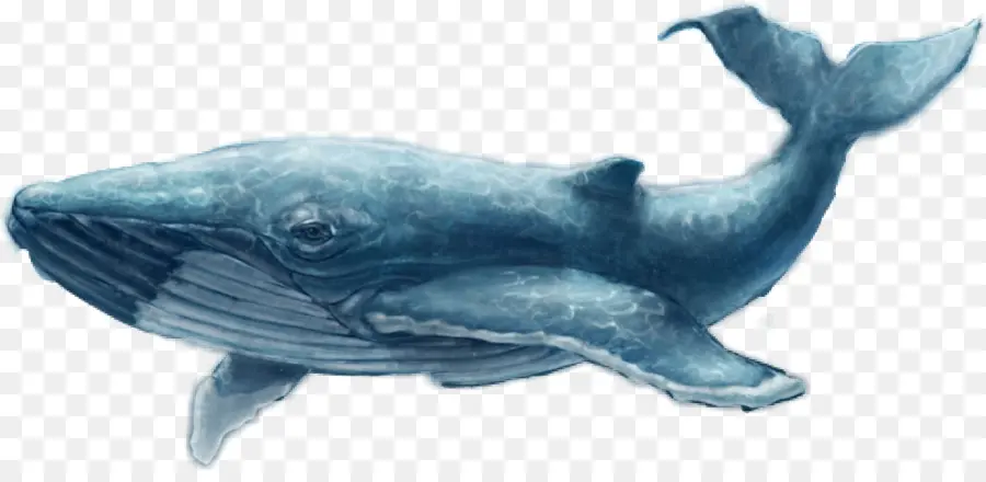 Común Delfín Nariz De Botella，La Ballena Azul PNG