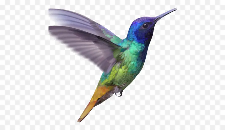 Colibrí，Vuelo PNG