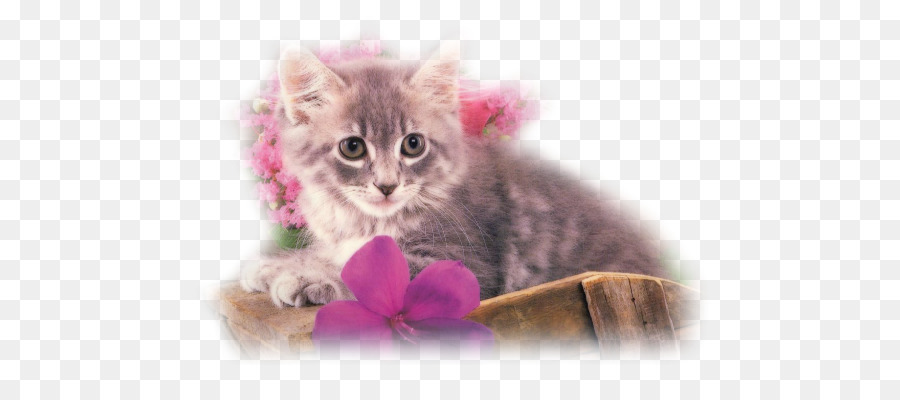 Gatito，Flores PNG