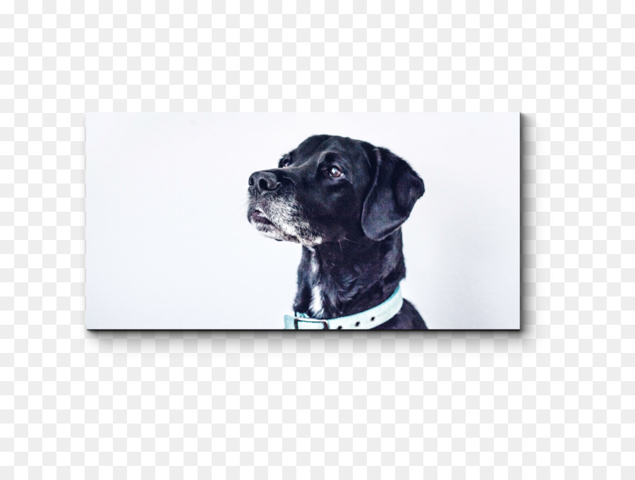 Mascota，Preparación Del Perro PNG