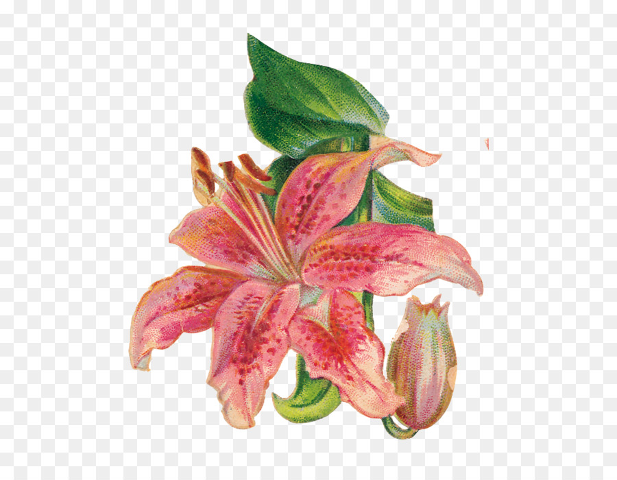 Flor，Carta PNG