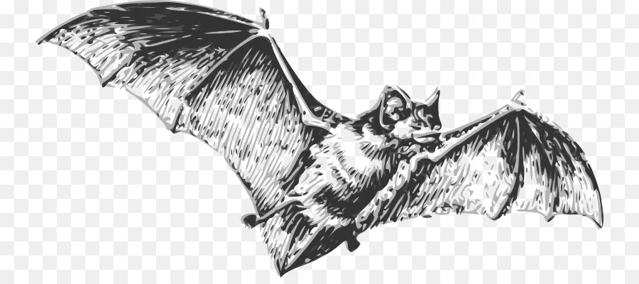 Bat，Dibujo PNG